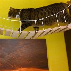 Picture Of Bristol man makes mini Clifton Suspension Bridge for his cat