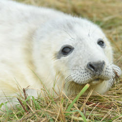 Picture Of Such cuties! Lincolnshire`s amazing Donna Nook seal pups